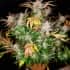 AUTO CREAM COOKIES (Fastbuds Seeds) Semillas de marihuana feminizadas de colección.