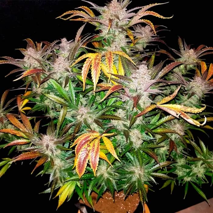 AUTO CREAM COOKIES (Fastbuds Seeds) Semillas de marihuana feminizadas de colección.