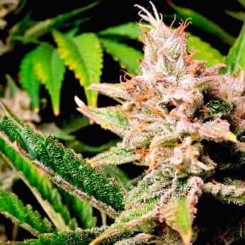 AUTO CHERRY COLA (Fastbuds Seeds) Semillas de marihuana feminizadas de colección.