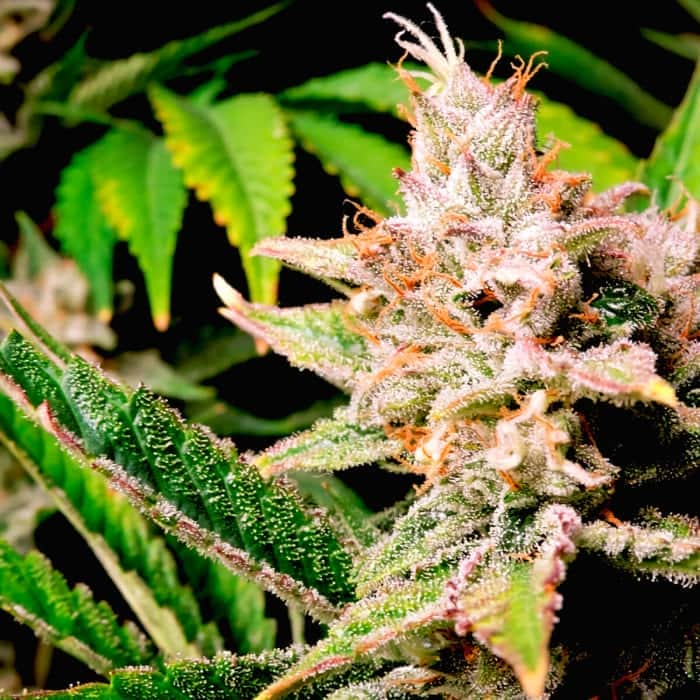 AUTO CHERRY COLA (Fastbuds Seeds) Semillas de marihuana feminizadas de colección.