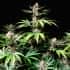AUTO CHERRY COLA (Fastbuds Seeds) Semillas de marihuana feminizadas de colección.