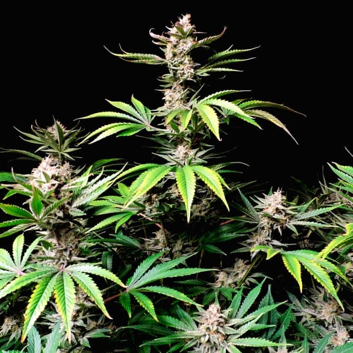 AUTO CHERRY COLA (Fastbuds Seeds) Semillas de marihuana feminizadas de colección.