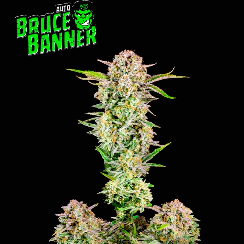 AUTO BRUCE BANNER (Fastbuds Seeds) Semillas de marihuana feminizadas de colección.