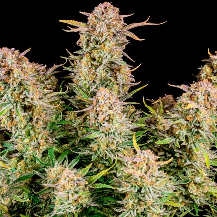 AUTO BRUCE BANNER (Fastbuds Seeds) Semillas de marihuana feminizadas de colección.