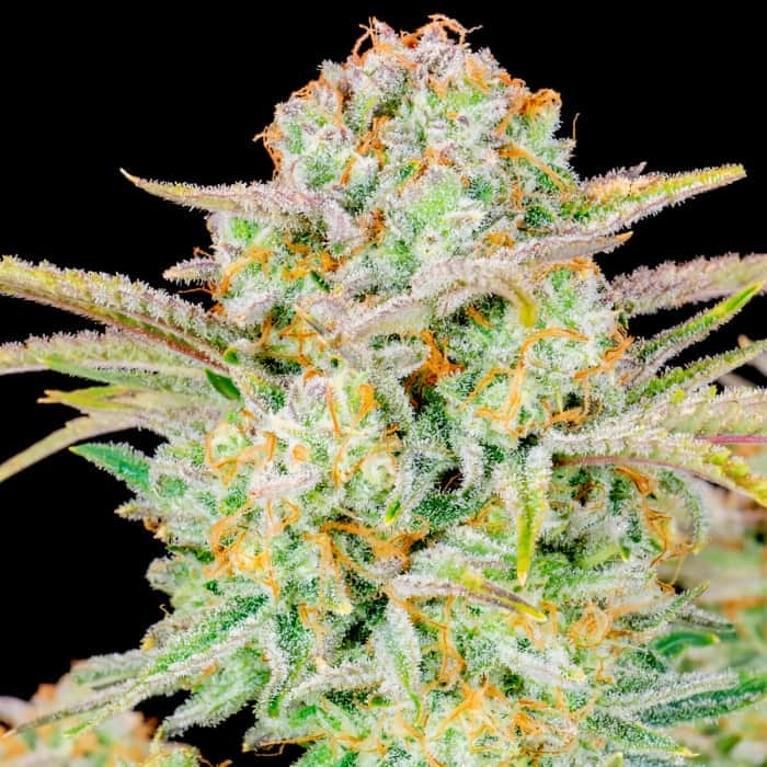 AUTO BRUCE BANNER (Fastbuds Seeds) Semillas de marihuana feminizadas de colección.
