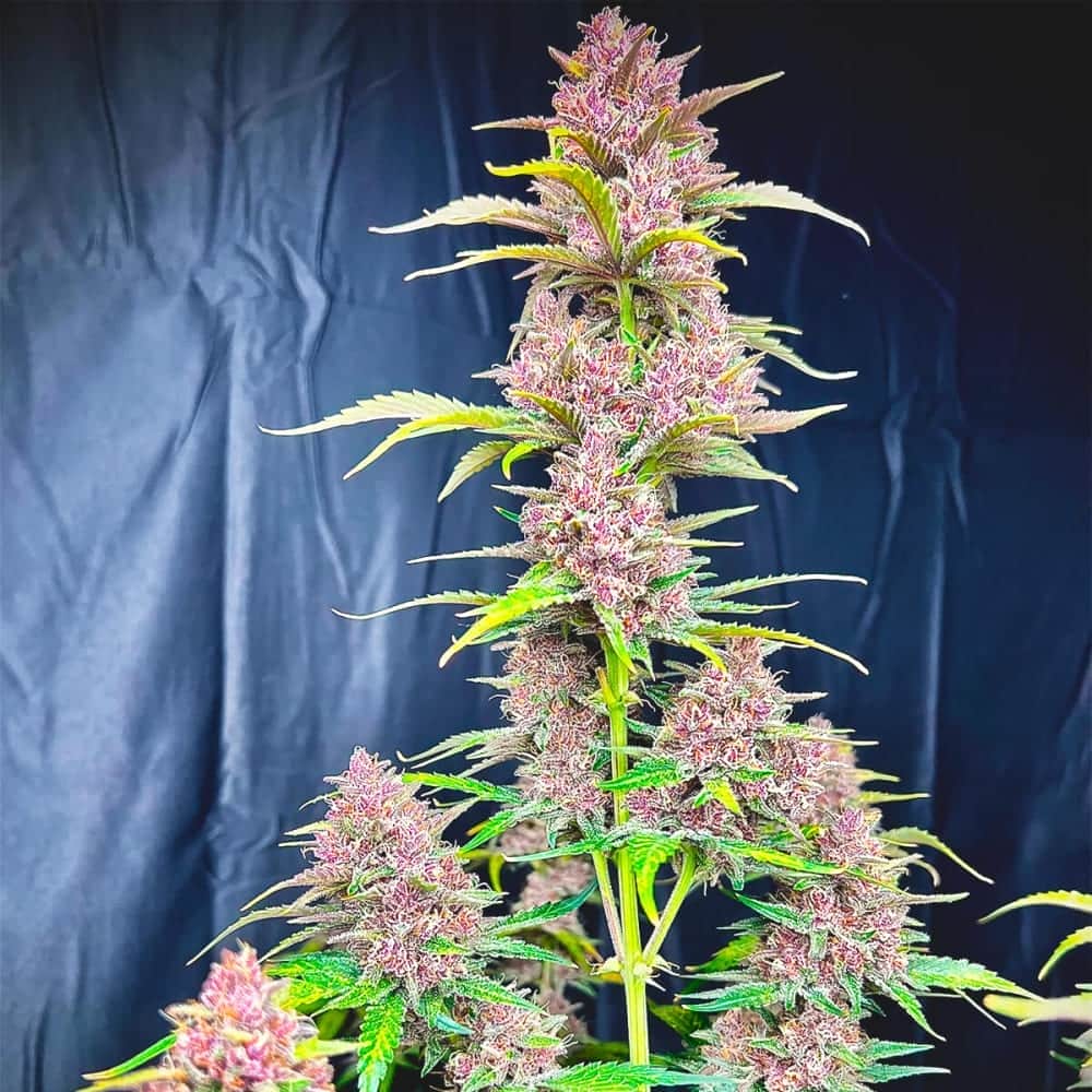 AUTO BANANA PURPLE PUNCH (Fastbuds Seeds) Semillas de marihuana feminizadas de colección.