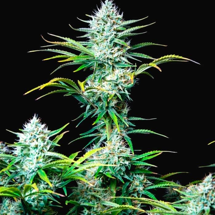 AUTO WHITE WIDOW (Fastbuds Seeds) Semillas de marihuana feminizadas de colección.