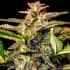AUTO WHITE WIDOW (Fastbuds Seeds) Semillas de marihuana feminizadas de colección.