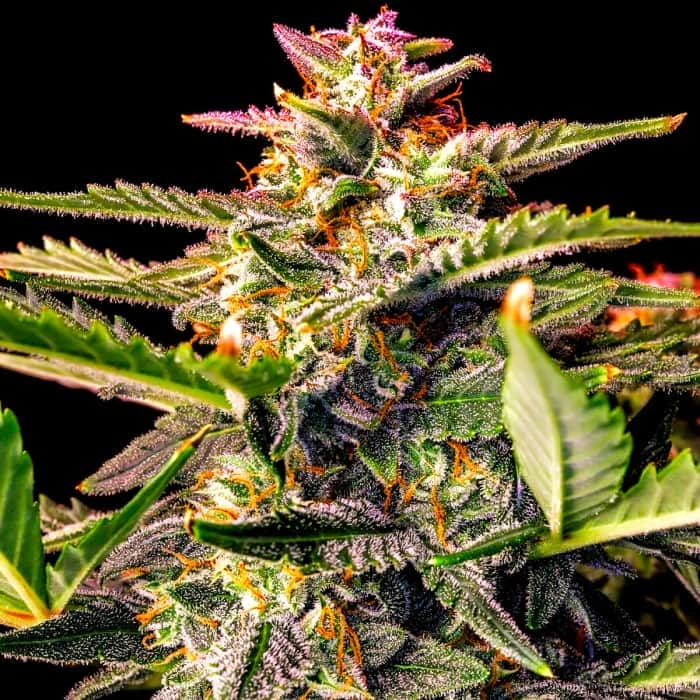 AUTO WHITE WIDOW (Fastbuds Seeds) Semillas de marihuana feminizadas de colección.