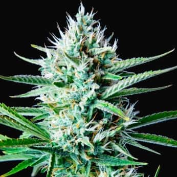 AUTO WHITE WIDOW (Fastbuds Seeds) Semillas de marihuana feminizadas de colección.
