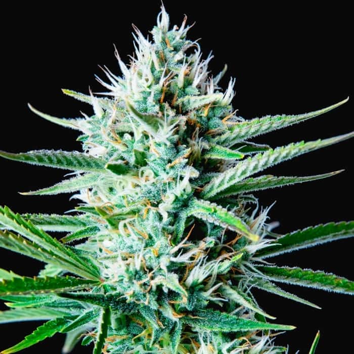 AUTO WHITE WIDOW (Fastbuds Seeds) Semillas de marihuana feminizadas de colección.