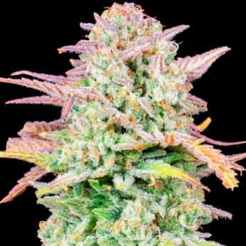 AUTO TRAINWRECK (Fastbuds Seeds) Semillas de marihuana feminizadas de colección.