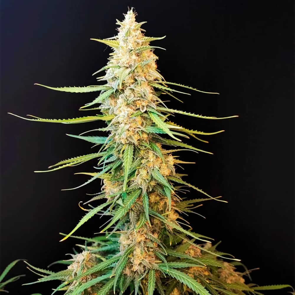 AUTO SOUR DIESEL (Fastbuds Seeds) Semillas de marihuana feminizadas de colección.