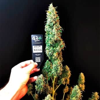 AUTO SOUR DIESEL (Fastbuds Seeds) Semillas de marihuana feminizadas de colección.