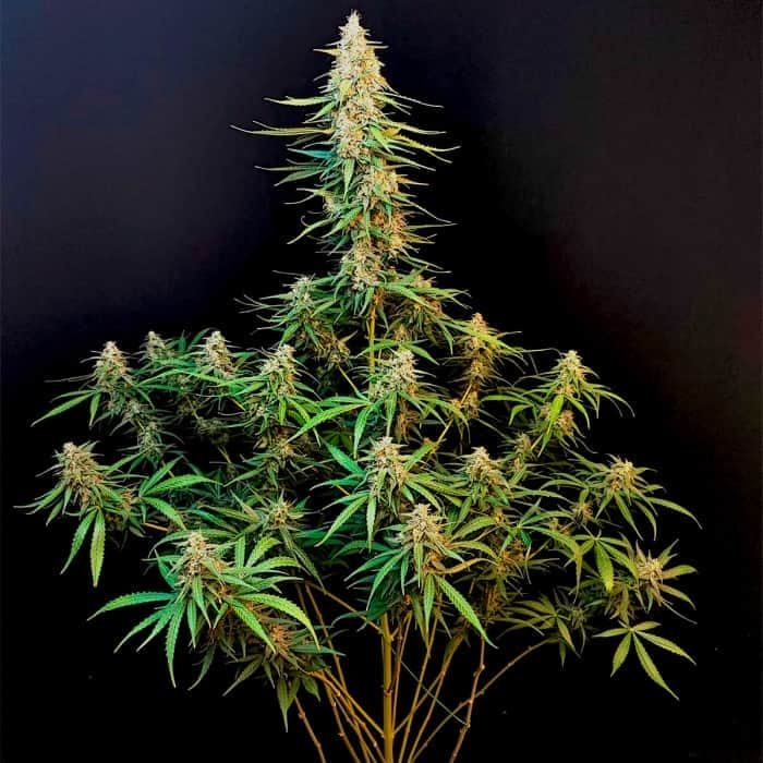 AUTO SOUR DIESEL (Fastbuds Seeds) Semillas de marihuana feminizadas de colección.