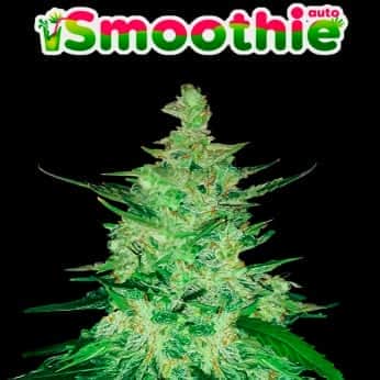 AUTO SMOOTHIE (Fastbuds Seeds) Semillas de marihuana feminizadas de colección.