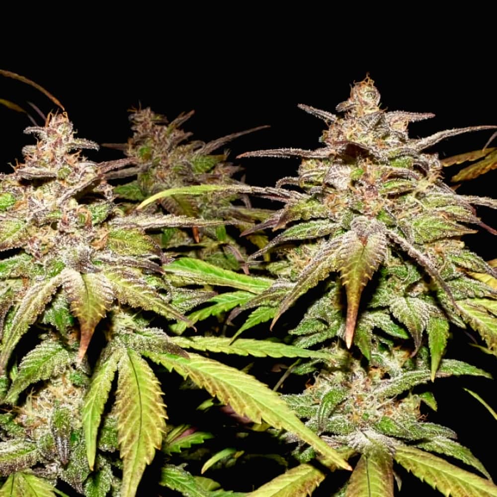 AUTO SMOOTHIE (Fastbuds Seeds) Semillas de marihuana feminizadas de colección.