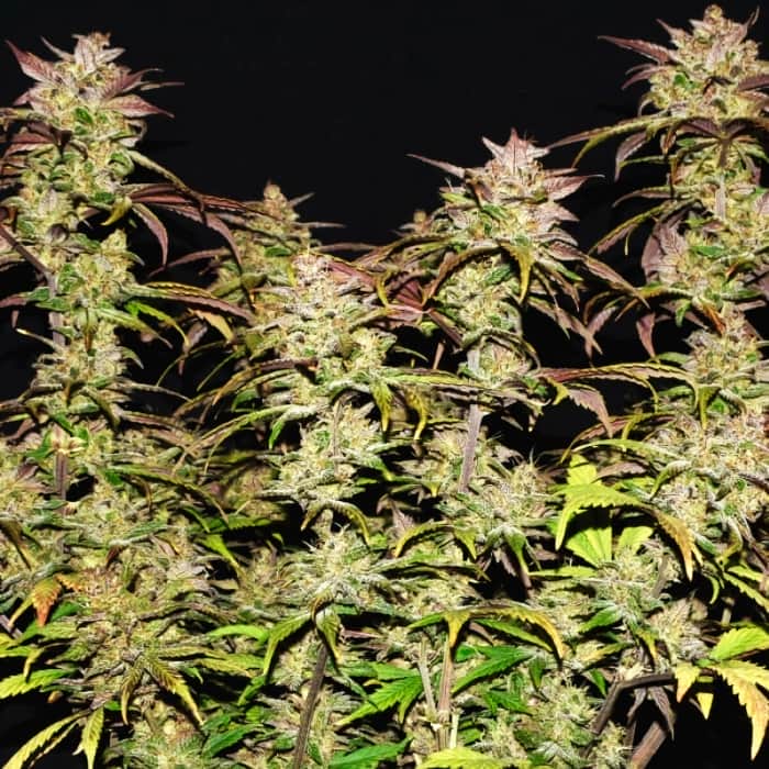 AUTO SMOOTHIE (Fastbuds Seeds) Semillas de marihuana feminizadas de colección.