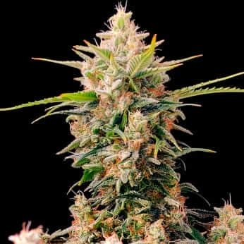 AUTO SKUNK (Fastbuds Seeds)  Semillas de marihuana feminizadas  de colección.