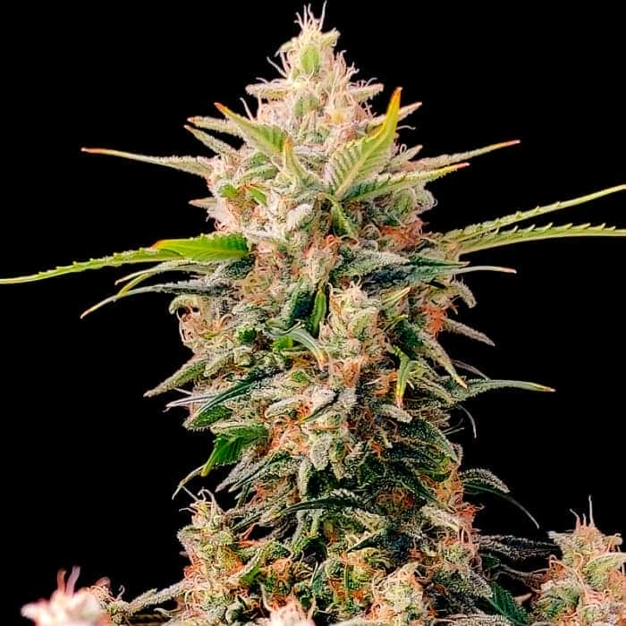 AUTO SKUNK (Fastbuds Seeds)  Semillas de marihuana feminizadas  de colección.