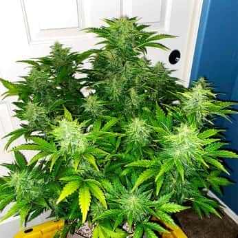 AUTO RUSSIAN (Fastbuds Seeds) Semillas de marihuana feminizadas de colección.