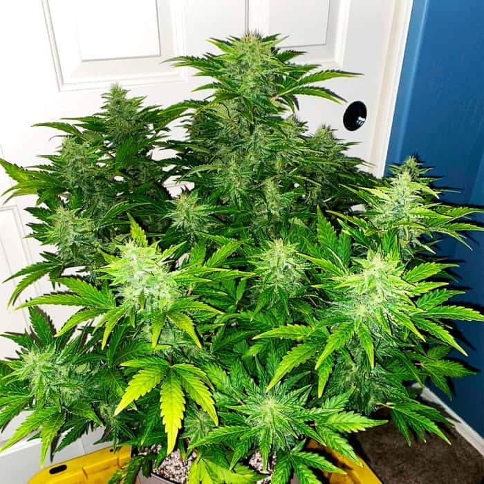 AUTO RUSSIAN (Fastbuds Seeds) Semillas de marihuana feminizadas de colección.