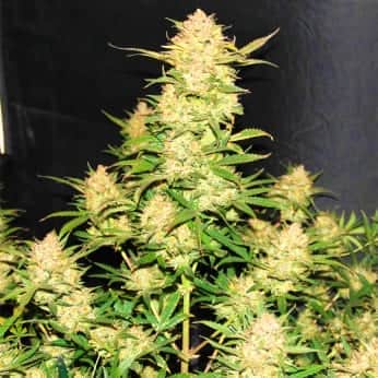AUTO OG KUSH (Fastbuds Seeds) Semillas de marihuana feminizadas de colección.