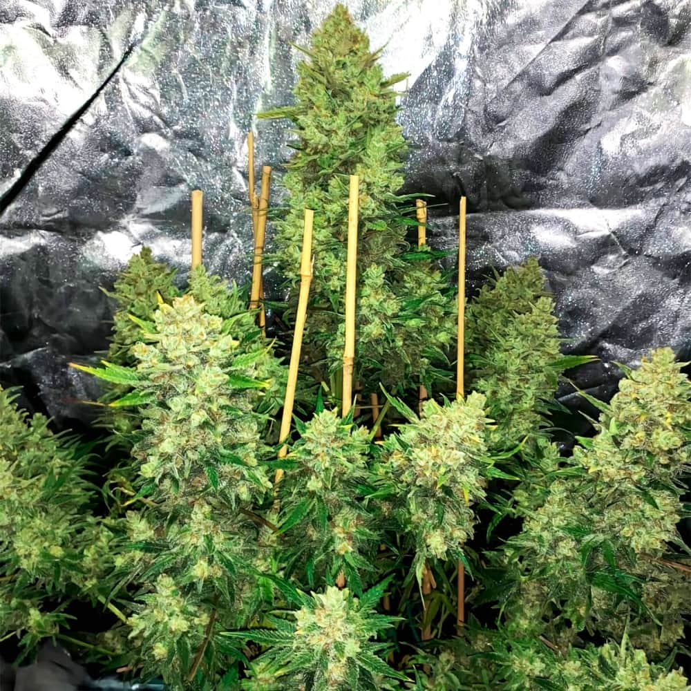 AUTO OG KUSH (Fastbuds Seeds) Semillas de marihuana feminizadas de colección.