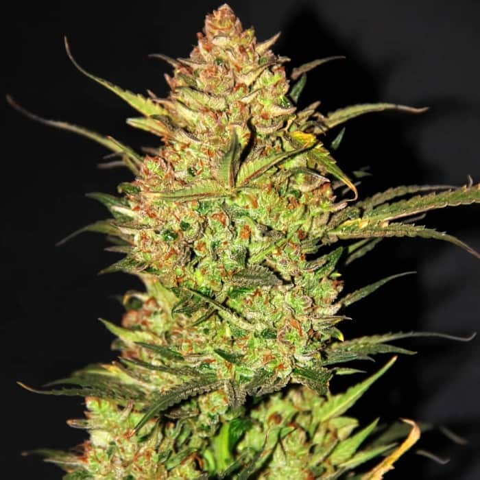 AUTO OG KUSH (Fastbuds Seeds) Semillas de marihuana feminizadas de colección.