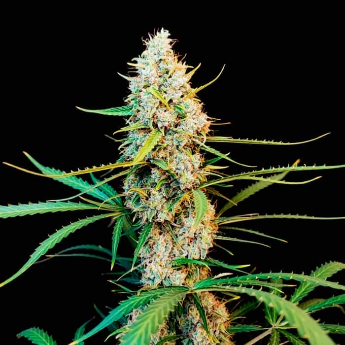 AUTO JACK HERER (Fastbuds Seeds) Semillas de marihuana feminizadas de colección.