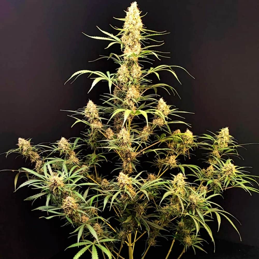 AUTO JACK HERER (Fastbuds Seeds) Semillas de marihuana feminizadas de colección.