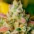 AUTO GELATO (Fastbuds Seeds) Semillas de marihuana feminizadas de colección.