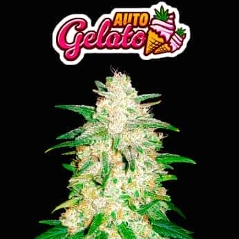 AUTO GELATO (Fastbuds Seeds) Semillas de marihuana feminizadas de colección.