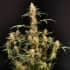 AUTO CRITICAL (Fastbuds Seeds) Semillas de marihuana feminizadas de colección.