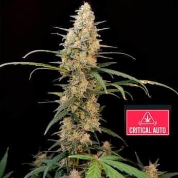 AUTO CRITICAL (Fastbuds Seeds) Semillas de marihuana feminizadas de colección.