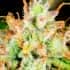 AUTO CINDERELLA (Fastbuds Seeds) Semillas de marihuana feminizadas de colección.
