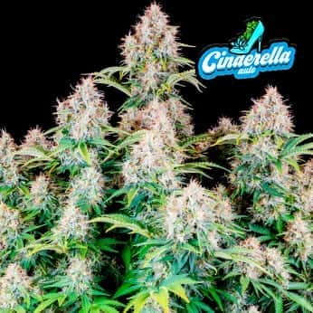 AUTO CINDERELLA (Fastbuds Seeds) Semillas de marihuana feminizadas de colección.