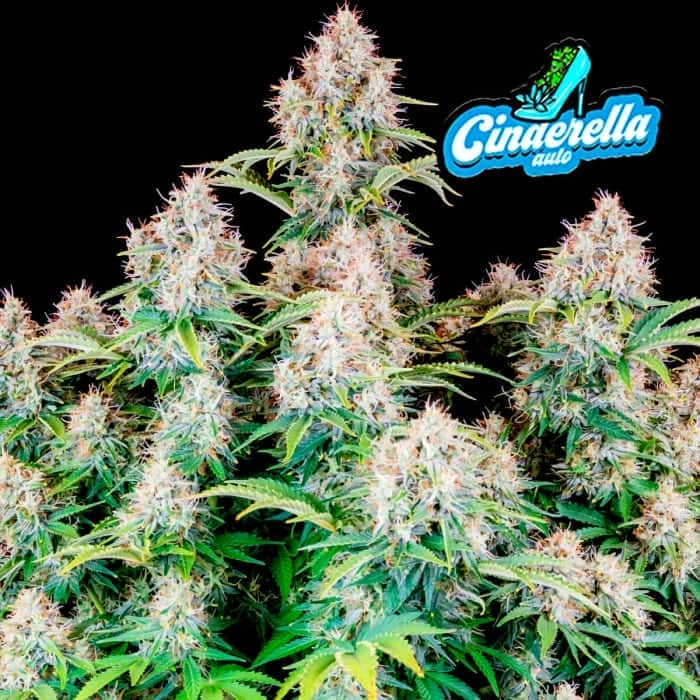 AUTO CINDERELLA (Fastbuds Seeds) Semillas de marihuana feminizadas de colección.