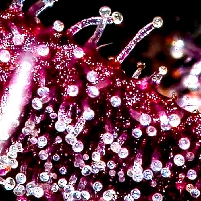 AUTO BLACKBERRY (Fastbuds Seeds) Semillas de marihuana feminizadas de colección.