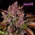 AUTO BLACKBERRY (Fastbuds Seeds) Semillas de marihuana feminizadas de colección.