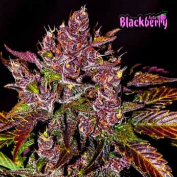 AUTO BLACKBERRY (Fastbuds Seeds) Semillas de marihuana feminizadas de colección.