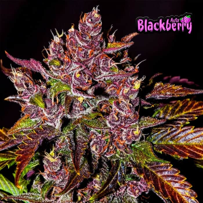 AUTO BLACKBERRY (Fastbuds Seeds) Semillas de marihuana feminizadas de colección.