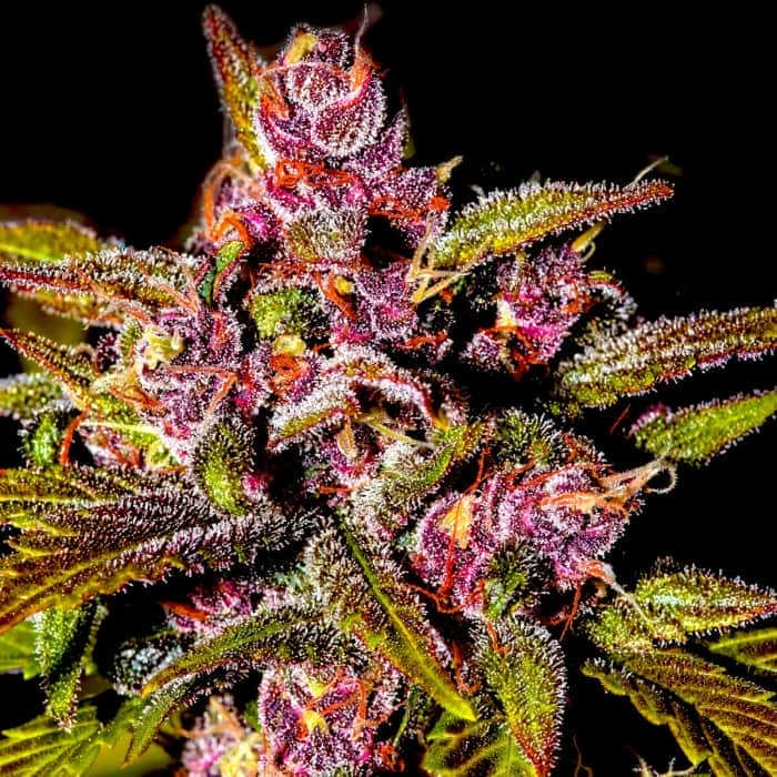 AUTO BLACKBERRY (Fastbuds Seeds) Semillas de marihuana feminizadas de colección.