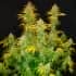 AUTO BLUE DREAM MATIC (Fastbuds Seeds) Semillas de marihuana feminizadas de colección.