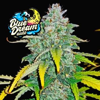 AUTO BLUE DREAM MATIC (Fastbuds Seeds) Semillas de marihuana feminizadas de colección.