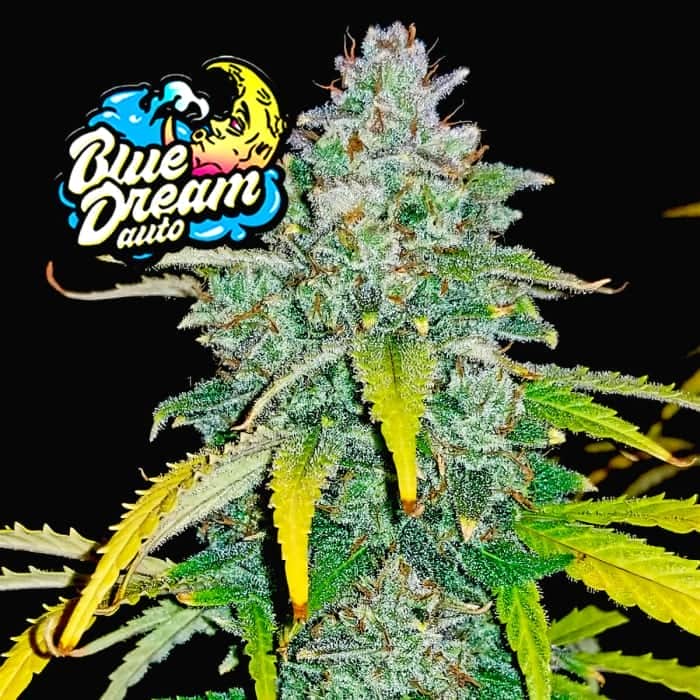 AUTO BLUE DREAM MATIC (Fastbuds Seeds) Semillas de marihuana feminizadas de colección.