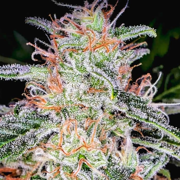 AUTO BLUE DREAM MATIC (Fastbuds Seeds) Semillas de marihuana feminizadas de colección.