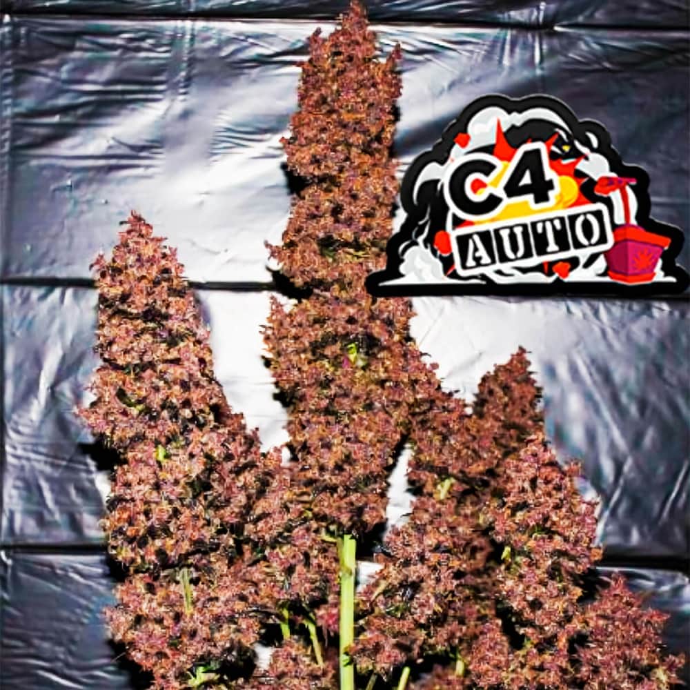 Auto C4 (Fastbuds Seeds) Semillas de marihuana feminizadas de colección.