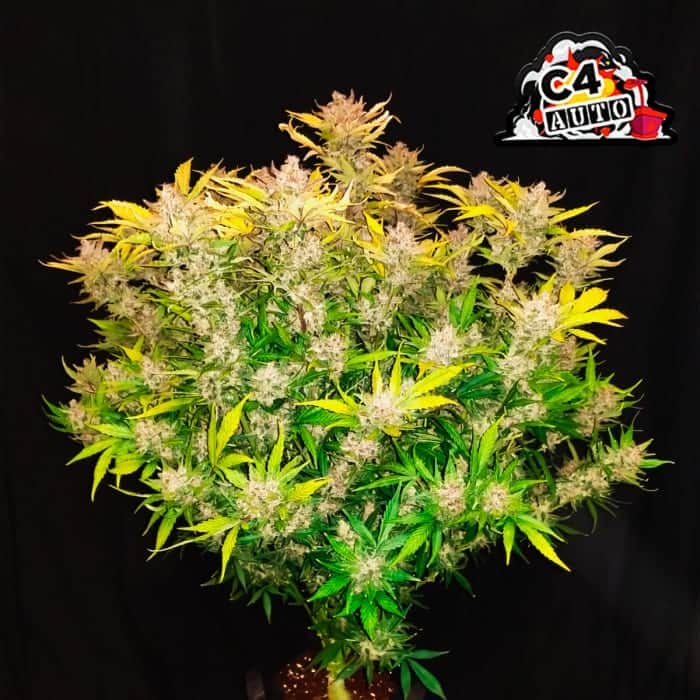 Auto C4 (Fastbuds Seeds) Semillas de marihuana feminizadas de colección.