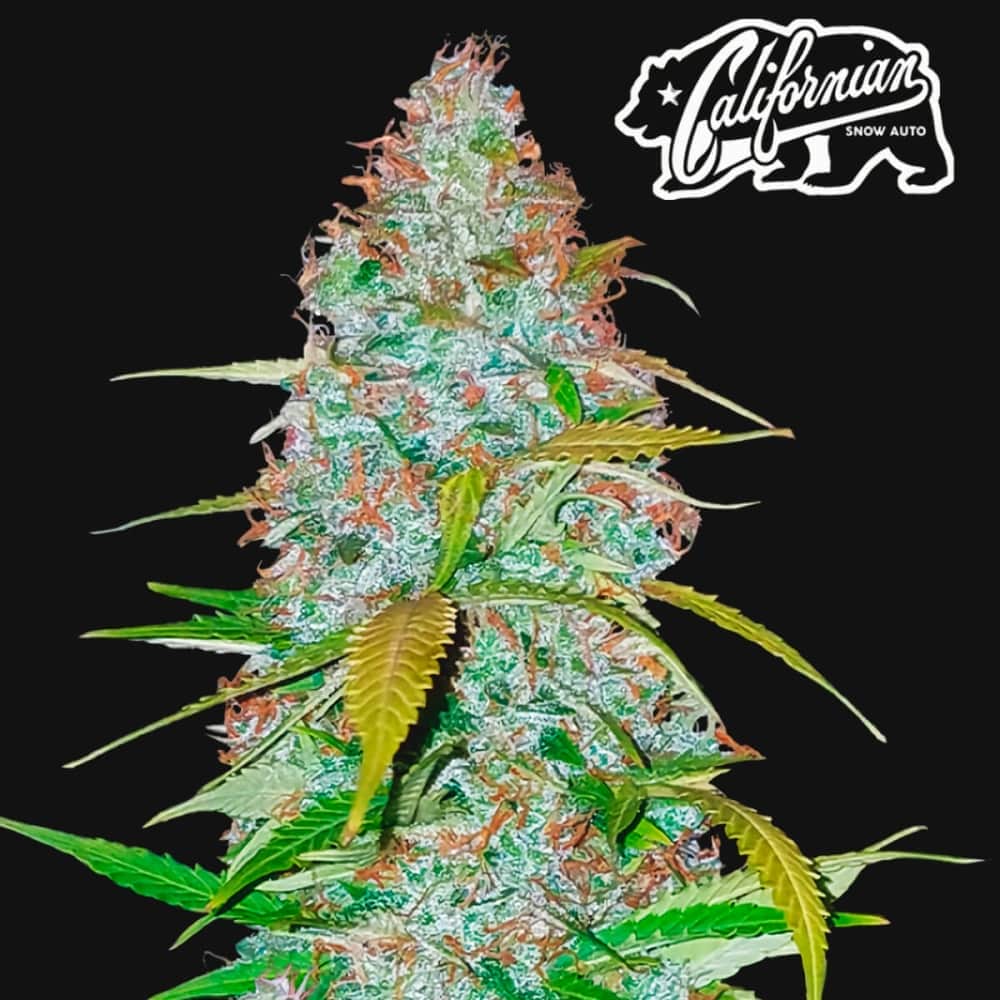 AUTO CALIFORNIAN SNOW (Fastbuds Seeds) Semillas de marihuana feminizadas de colección.